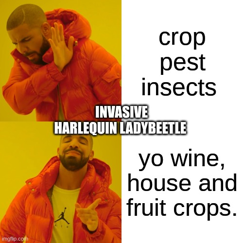 Drake Hotline Bling Meme | crop pest insects; INVASIVE HARLEQUIN LADYBEETLE; yo wine, house and fruit crops. | image tagged in memes,drake hotline bling | made w/ Imgflip meme maker