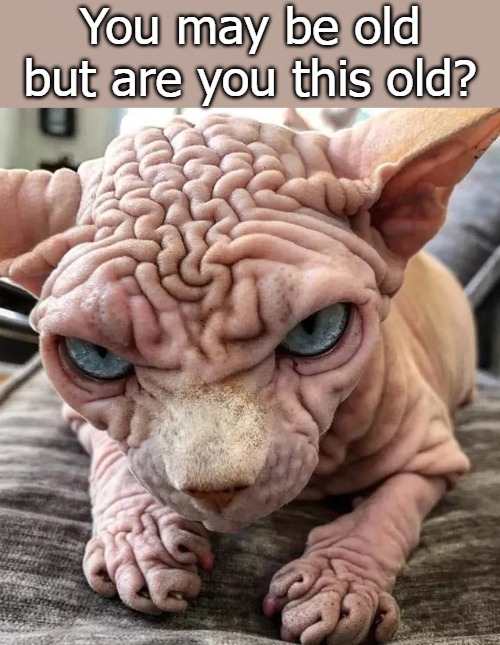 You may be old but are you this old? | image tagged in meow mix | made w/ Imgflip meme maker