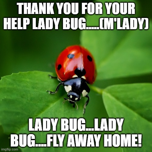Thank you for your help M'Lady.... | THANK YOU FOR YOUR HELP LADY BUG.....(M'LADY); LADY BUG...LADY BUG....FLY AWAY HOME! | image tagged in ladybug,lady bug,lady bug lady bug fly away home,thank you,nursery rhyme time kids | made w/ Imgflip meme maker