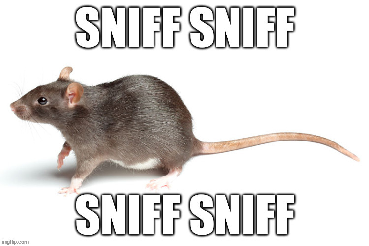 I smell a rat | image tagged in sniff,smell,rat | made w/ Imgflip meme maker