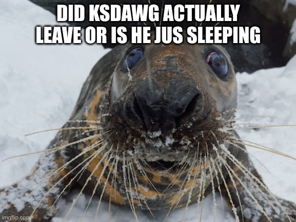 his name's bim bim | DID KSDAWG ACTUALLY LEAVE OR IS HE JUS SLEEPING | image tagged in his name's bim bim | made w/ Imgflip meme maker