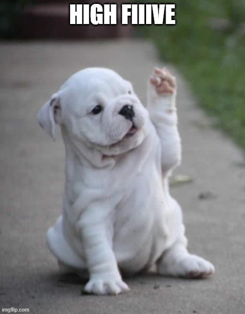 Puppy High Five  | HIGH FIIIVE | image tagged in puppy high five | made w/ Imgflip meme maker