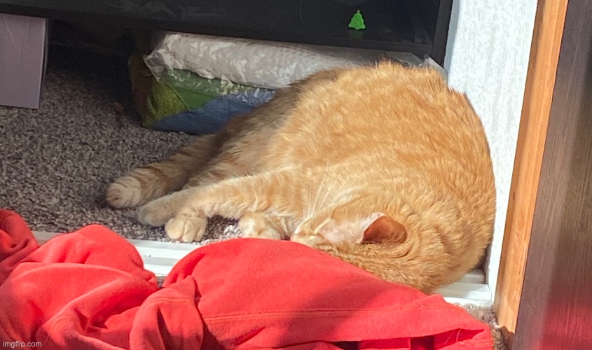 My kitty chillin in the sun | made w/ Imgflip meme maker