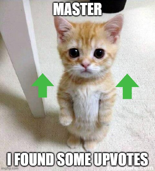 the cat who found upvotes | MASTER; I FOUND SOME UPVOTES | image tagged in memes,cute cat,upvotes | made w/ Imgflip meme maker