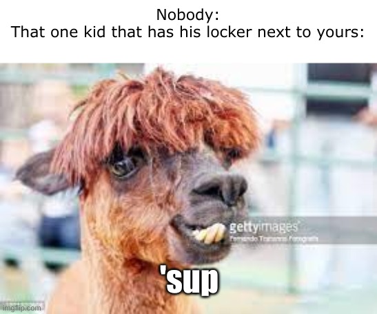 bruh why tho | Nobody:
That one kid that has his locker next to yours:; 'sup | image tagged in perm llama | made w/ Imgflip meme maker