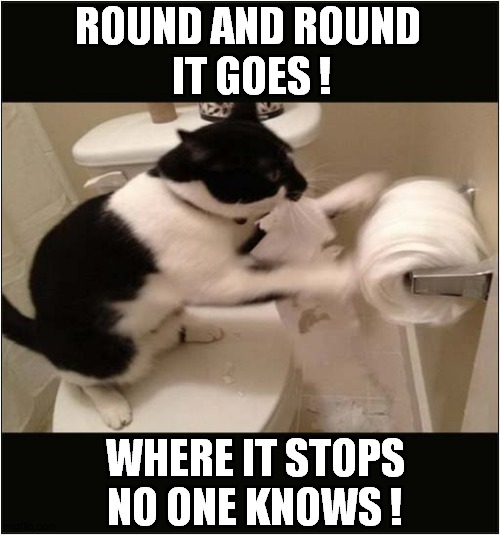 Having So Much Fun ! | ROUND AND ROUND 
IT GOES ! WHERE IT STOPS
NO ONE KNOWS ! | image tagged in cats,toilet paper,having fun | made w/ Imgflip meme maker