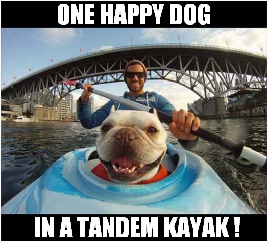 Smile .. You''re On Camera ! | ONE HAPPY DOG; IN A TANDEM KAYAK ! | image tagged in dogs,kayak,smiles | made w/ Imgflip meme maker