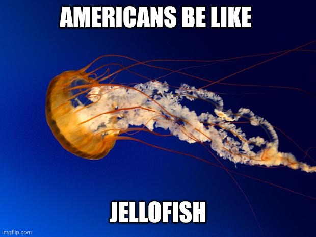 "jellofish" | AMERICANS BE LIKE; JELLOFISH | image tagged in jellyfish | made w/ Imgflip meme maker