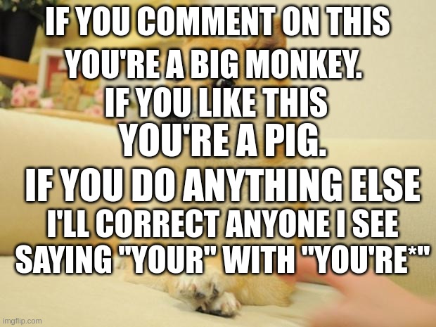 /j | YOU'RE A BIG MONKEY. IF YOU COMMENT ON THIS; IF YOU LIKE THIS; YOU'RE A PIG. IF YOU DO ANYTHING ELSE; I'LL CORRECT ANYONE I SEE SAYING "YOUR" WITH "YOU'RE*" | image tagged in memes,doge 2 | made w/ Imgflip meme maker