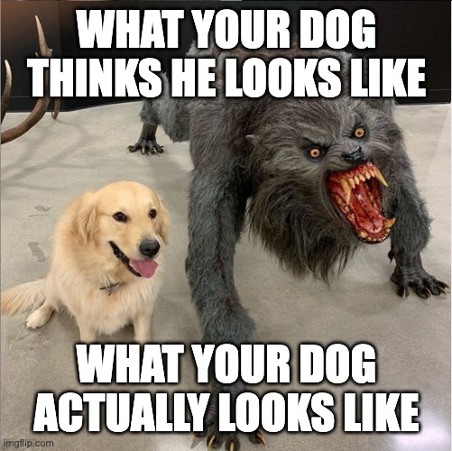 Dog vs wolf | WHAT YOUR DOG THINKS HE LOOKS LIKE; WHAT YOUR DOG ACTUALLY LOOKS LIKE | image tagged in dog vs wolf | made w/ Imgflip meme maker