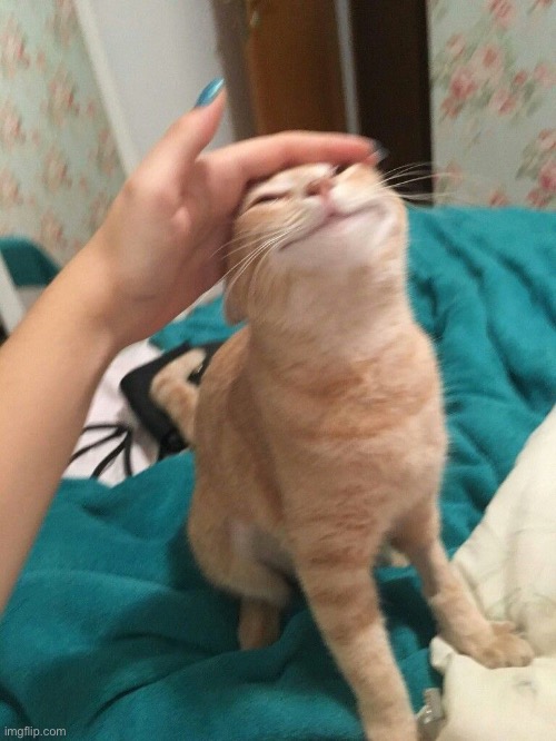 Happy Cat Meme | image tagged in happy cat meme | made w/ Imgflip meme maker