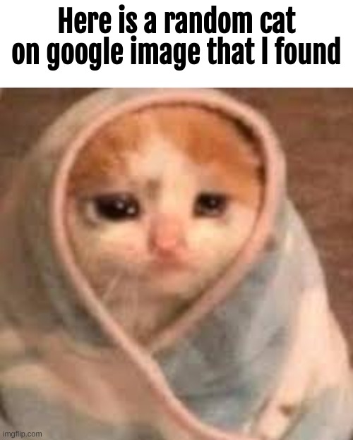 pretty random | Here is a random cat on google image that l found | image tagged in memes,tags | made w/ Imgflip meme maker