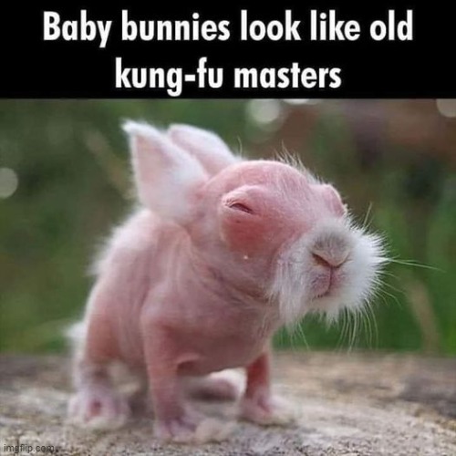 kung fu master | image tagged in kewlew | made w/ Imgflip meme maker