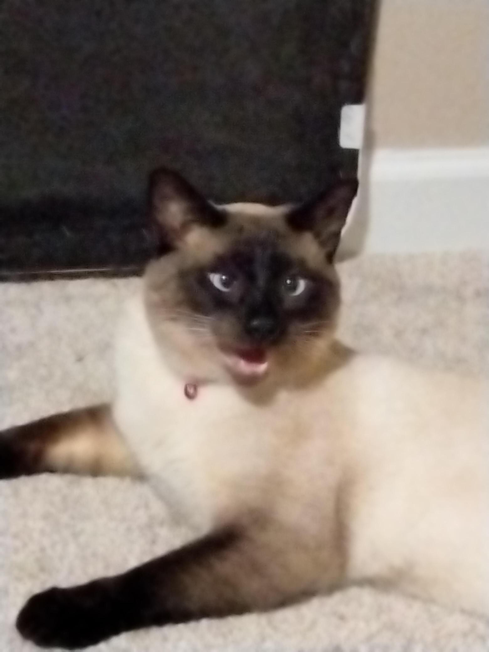 High Quality Derp Cat Blank Meme Template