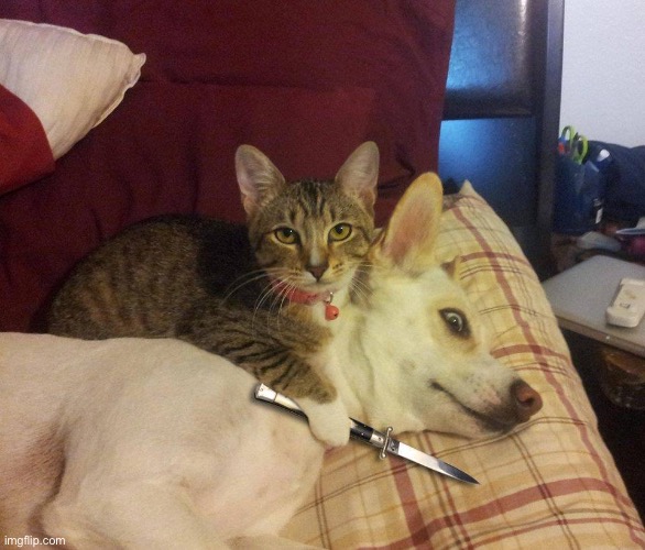 cat, dog & knife | image tagged in cat dog knife | made w/ Imgflip meme maker