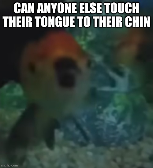 fishler | CAN ANYONE ELSE TOUCH THEIR TONGUE TO THEIR CHIN | image tagged in fishler | made w/ Imgflip meme maker