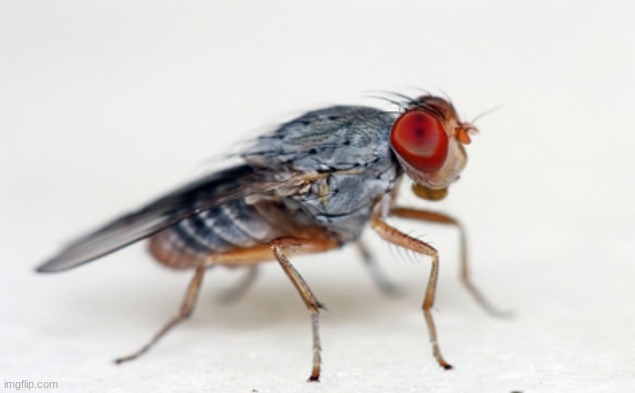 fruit fly | image tagged in fruit fly | made w/ Imgflip meme maker