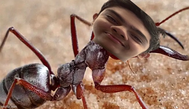 Gay usman | image tagged in gay usman | made w/ Imgflip meme maker