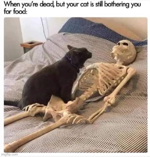 annoy the cat | image tagged in cat,meme,skeleton | made w/ Imgflip meme maker