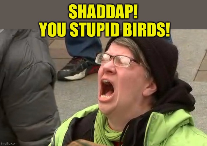 'liberal' 'adults' scream at the sky | SHADDAP!
 YOU STUPID BIRDS! | image tagged in 'liberal' 'adults' scream at the sky | made w/ Imgflip meme maker