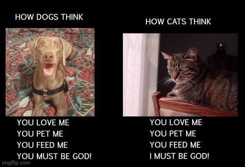 Cats are gods | image tagged in cats,god | made w/ Imgflip meme maker