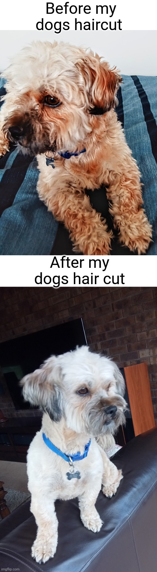 Before my dogs haircut; After my dogs hair cut | image tagged in blank white template | made w/ Imgflip meme maker
