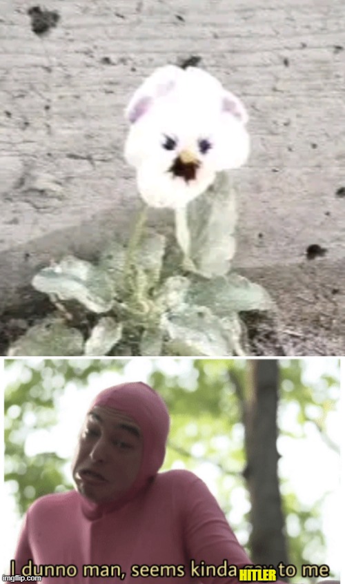 a flower looks like hitler | HITLER | image tagged in idk man seems kinda gay | made w/ Imgflip meme maker