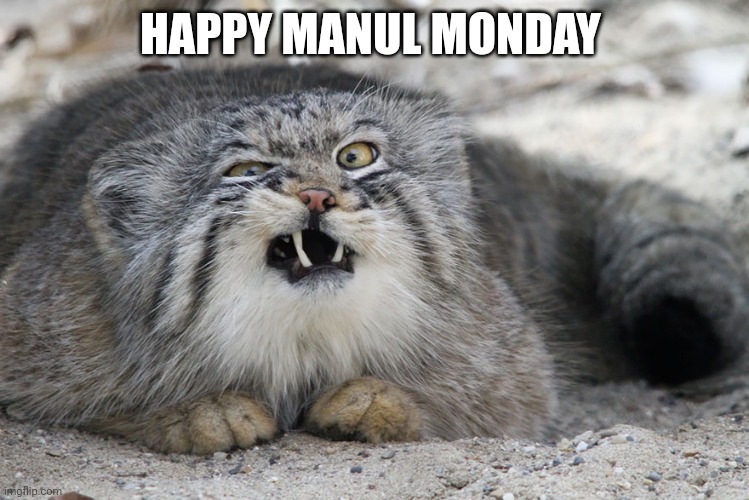 Pallas Cat | HAPPY MANUL MONDAY | image tagged in pallas cat | made w/ Imgflip meme maker