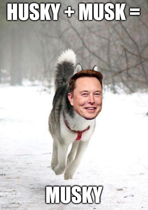 Musky | HUSKY + MUSK =; MUSKY | image tagged in happy husky,funny memes,elon musk | made w/ Imgflip meme maker