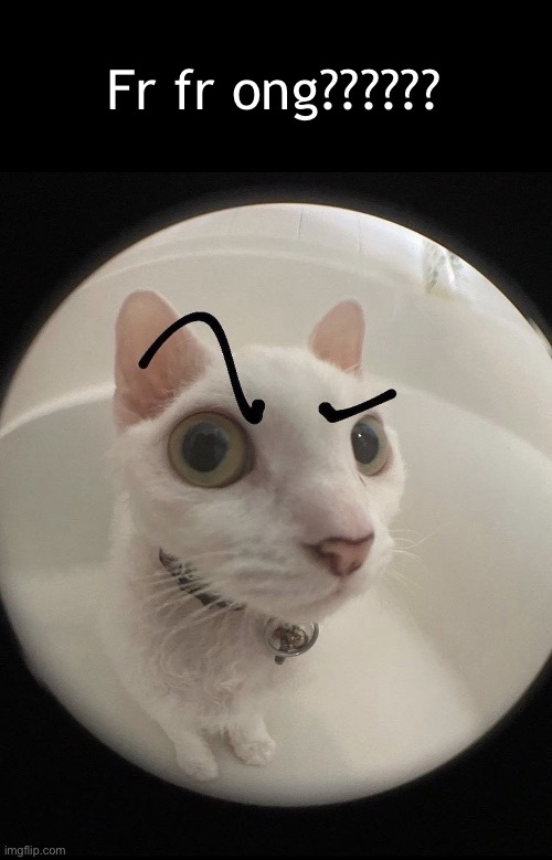 no bitches? cat | Fr fr ong?????? | image tagged in no bitches cat | made w/ Imgflip meme maker