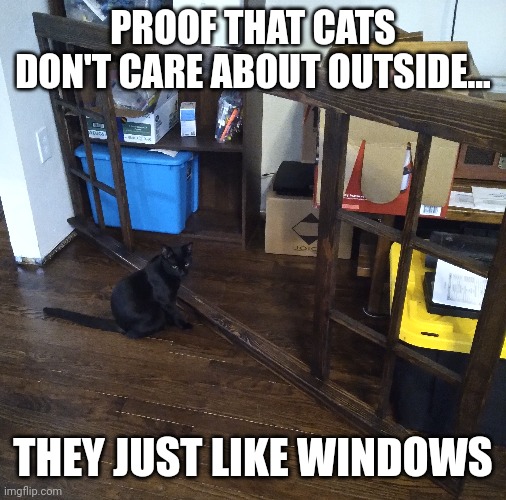 What is outside? | PROOF THAT CATS DON'T CARE ABOUT OUTSIDE... THEY JUST LIKE WINDOWS | image tagged in cats | made w/ Imgflip meme maker