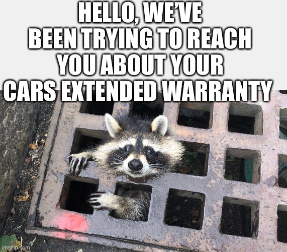 HELLO, WE’VE BEEN TRYING TO REACH YOU ABOUT YOUR CARS EXTENDED WARRANTY | image tagged in scammers,cars,memes,racoon | made w/ Imgflip meme maker