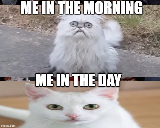 uhhh | ME IN THE MORNING; ME IN THE DAY | image tagged in cats,good morning | made w/ Imgflip meme maker