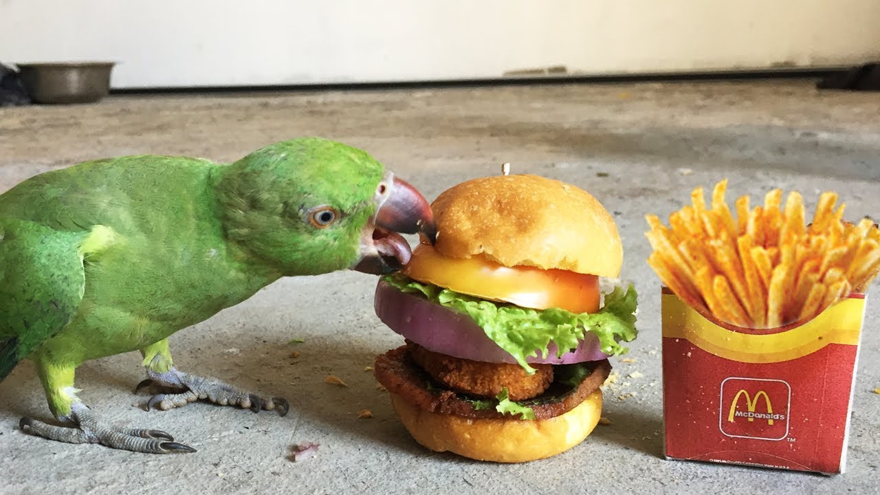High Quality Bird Eating Mcdonalds Blank Meme Template