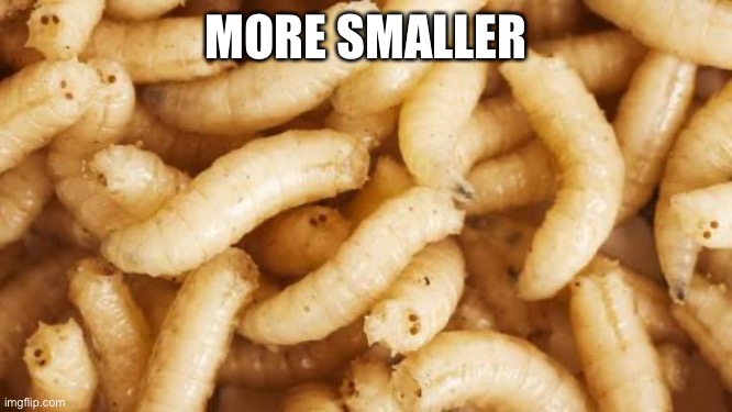 Maggots | MORE SMALLER | image tagged in maggots | made w/ Imgflip meme maker