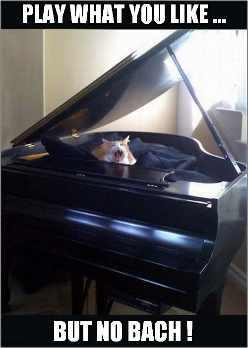 Piano Cat | PLAY WHAT YOU LIKE ... BUT NO BACH ! | image tagged in cats,piano,puns,bach | made w/ Imgflip meme maker