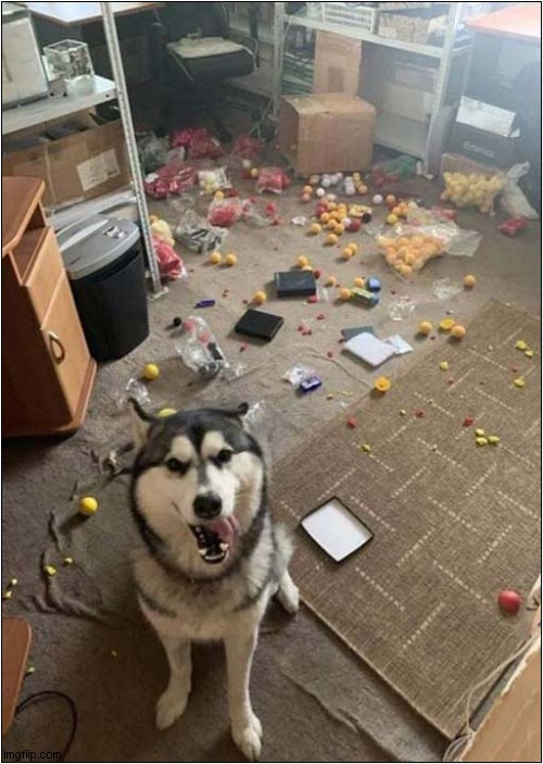 Has No Regrets ! | image tagged in dogs,destruction,no regrets | made w/ Imgflip meme maker
