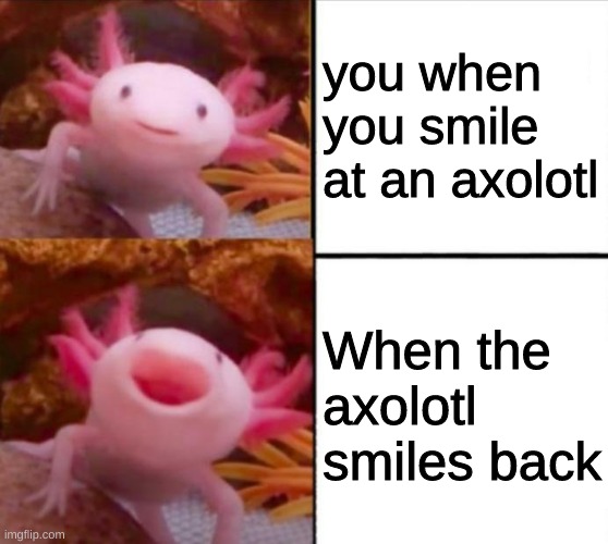 axolotl drake | you when you smile at an axolotl; When the axolotl smiles back | image tagged in axolotl drake,smiles,axolotl | made w/ Imgflip meme maker