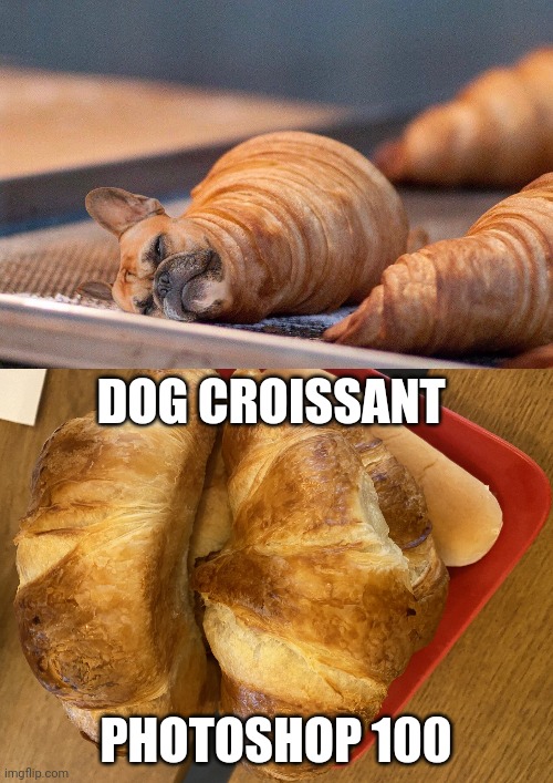 Dog croissant photoshop | DOG CROISSANT; PHOTOSHOP 100 | image tagged in croissant,dogs,dog,photoshop 100,memes,photoshop | made w/ Imgflip meme maker