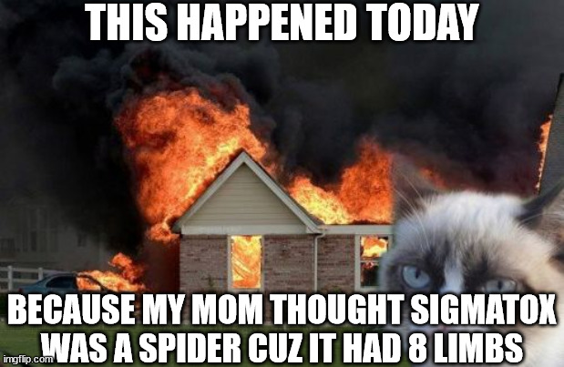 Burn Kitty Meme | THIS HAPPENED TODAY; BECAUSE MY MOM THOUGHT SIGMATOX WAS A SPIDER CUZ IT HAD 8 LIMBS | image tagged in memes,burn kitty,grumpy cat | made w/ Imgflip meme maker