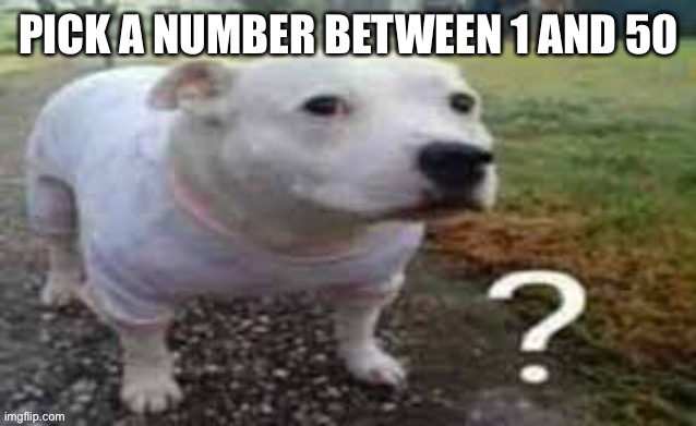 Dog question mark | PICK A NUMBER BETWEEN 1 AND 50 | image tagged in dog question mark | made w/ Imgflip meme maker