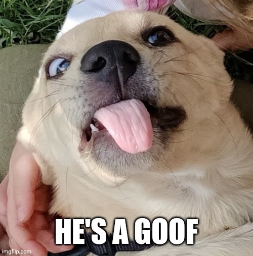 HE'S A GOOF | made w/ Imgflip meme maker