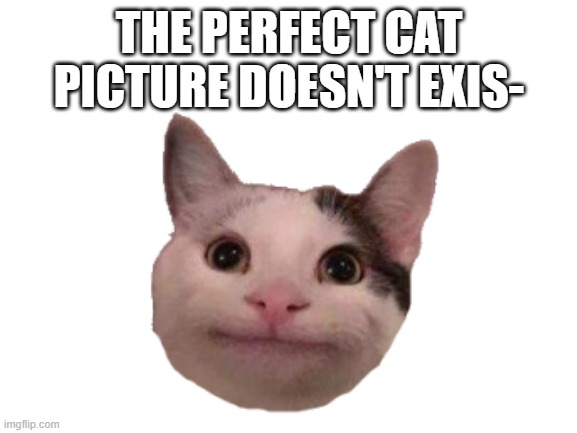 Perfect cat |  THE PERFECT CAT PICTURE DOESN'T EXIS- | image tagged in beluga | made w/ Imgflip meme maker
