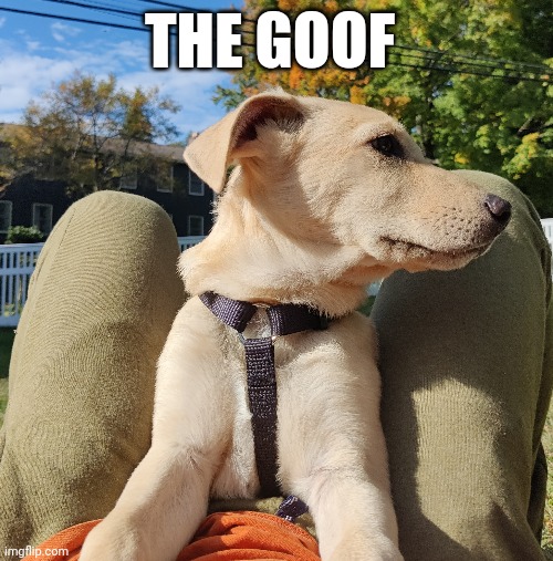 THE GOOF | made w/ Imgflip meme maker