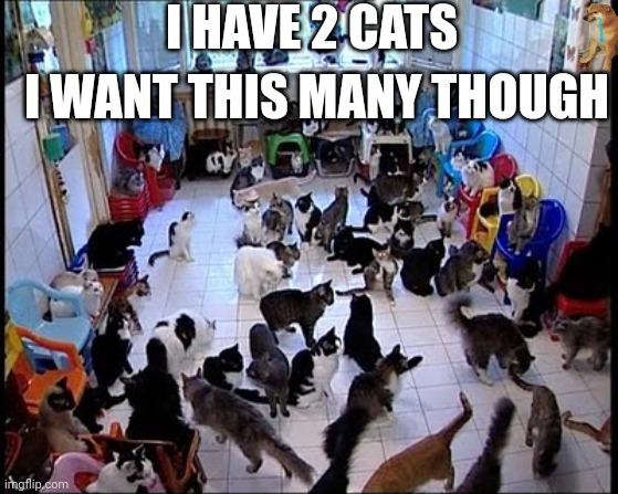 Crazy cat Lady | I HAVE 2 CATS; I WANT THIS MANY THOUGH | image tagged in crazy cat lady | made w/ Imgflip meme maker