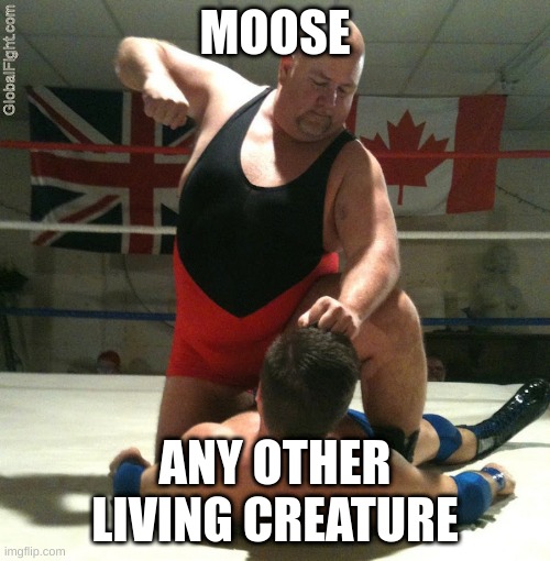 Beating Up | MOOSE; ANY OTHER LIVING CREATURE | image tagged in beating up,moose,funny,beat up | made w/ Imgflip meme maker