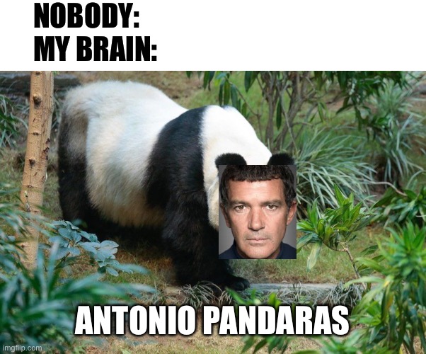 Antonio Pandares |  NOBODY:
MY BRAIN:; ANTONIO PANDARAS | image tagged in panda,celebrity,funny,puns,nobody,my brain | made w/ Imgflip meme maker