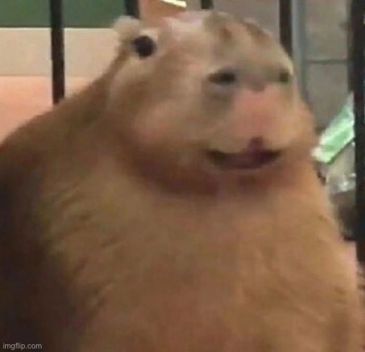 image tagged in funny capybara | made w/ Imgflip meme maker