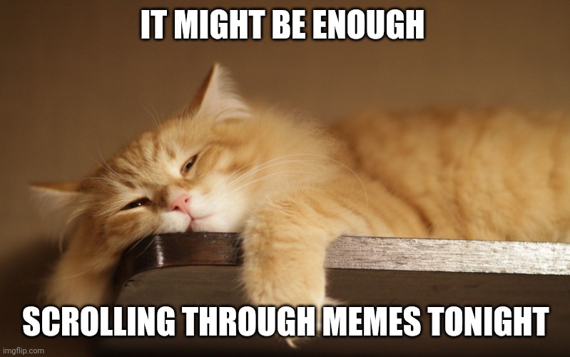 Lazy Cat | IT MIGHT BE ENOUGH; SCROLLING THROUGH MEMES TONIGHT | image tagged in lazy cat | made w/ Imgflip meme maker