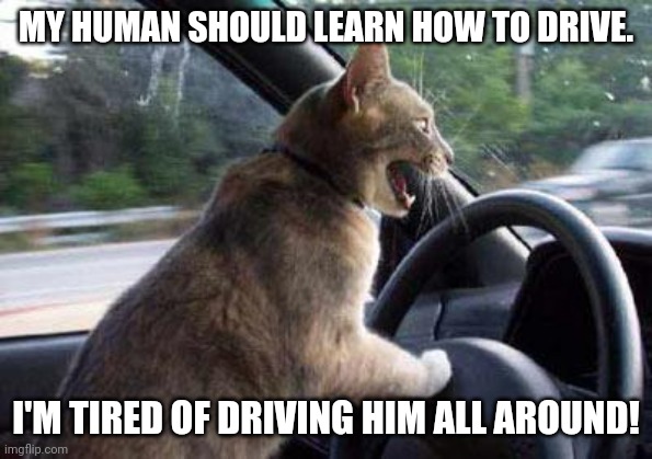 Cat Driving | MY HUMAN SHOULD LEARN HOW TO DRIVE. I'M TIRED OF DRIVING HIM ALL AROUND! | image tagged in cat driving | made w/ Imgflip meme maker